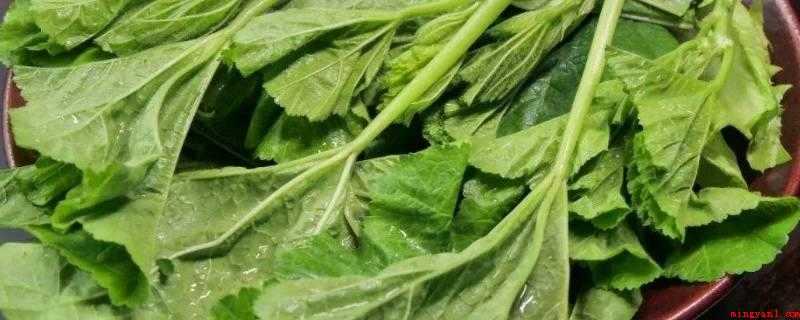 寒菜是不是苋菜