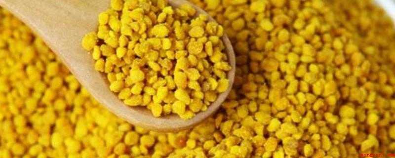 蜂花粉的作用(蜂花粉可以治疗手表吗?)