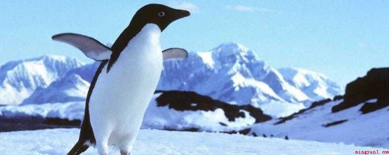 企鹅是哺乳动物吗（企鹅具有卵生、体温恒定、有羽毛、用肺呼吸等特点）
