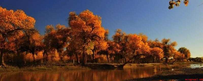 胡杨林在什么地方(胡杨林曾广泛分布在中国西部的温带热带沙漠地区)