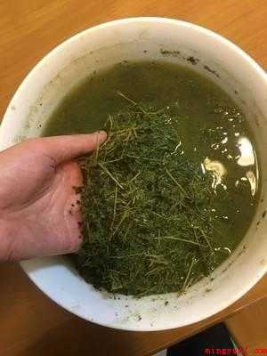 枫叶黑糯米饭的做法（枫叶连叶带枝带杆的做法）