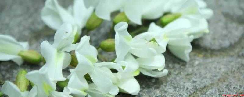 新鲜槐花能直接冷冻保存吗(槐花不害怕冻可以冷藏保存)