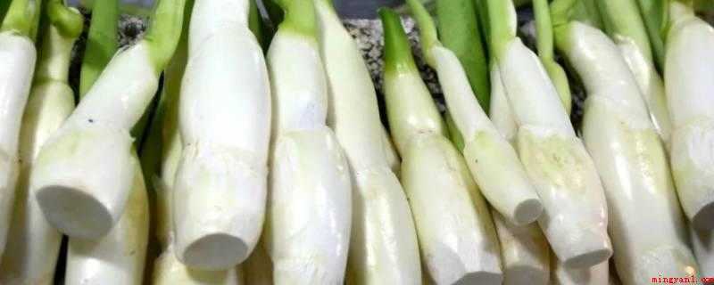 炒茭白要焯水吗(炒茭白要焯水。茭白是一味中药,是禾本科植物的枝干经)