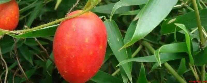 玉瓜又叫什么瓜(玉瓜又被称为王瓜,葫芦科,楼属一年生植物)
