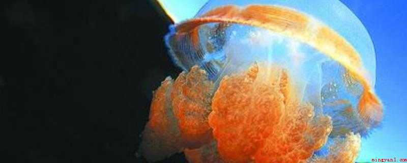 海蜇吃什么(水母在浮浪幼虫阶段不吃东西,直到它们生长到四触手)