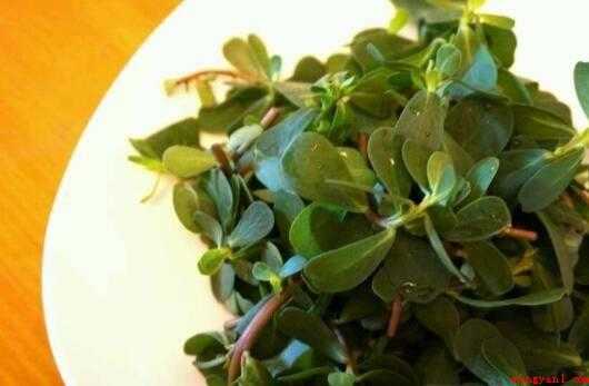 麻子菜做法(麻子菜,一年生草本,全株无毛)
