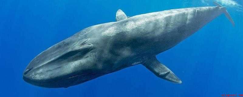 第二大的鲸鱼图片