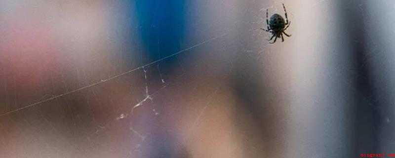 虫网恢恢疏而不漏是改用自什么(“虫网恢恢,疏而不漏”)