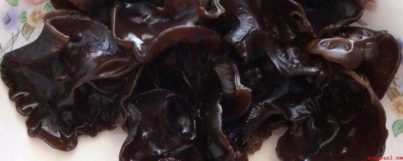 100克水发木耳的热量