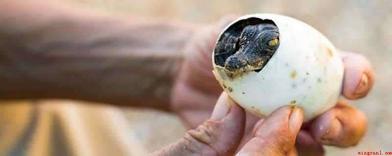 鳄鱼是不是鱼