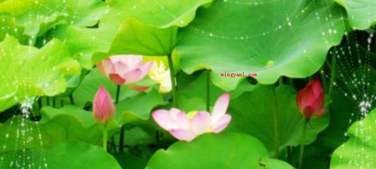 举世无双是什么意思（简略回应万中无一,源于汉·东方朔《答客难一首》,描述极为少见）