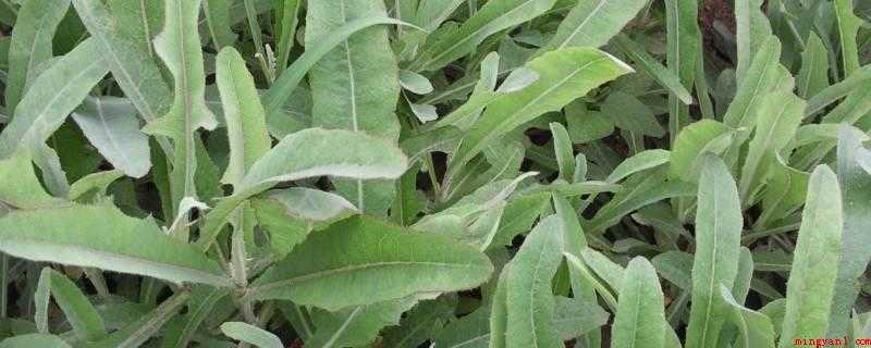 野菜的种类(我国野生蔬菜利用历史最悠久的地区之一)