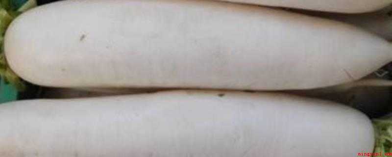 夏天吃萝卜有对身体有好处吗（夏天多吃萝卜是很有必要的）