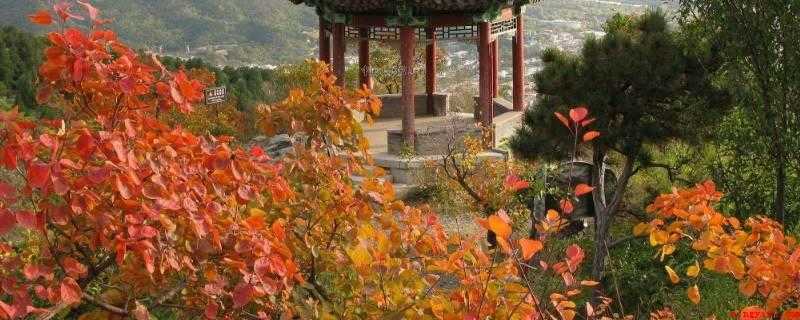 香山在哪个城市(叫香山的城市有:北京市海淀区香山、河南省洛阳市香山)