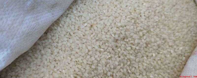 大米的保质期(大米的保质期可以达到12个月吗?)