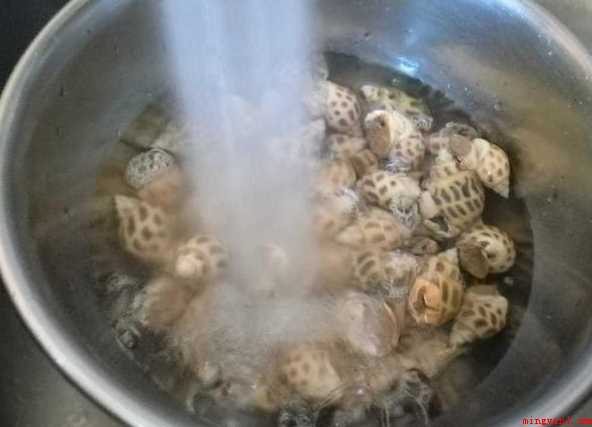 白灼花螺冷水还是热水煮(白灼花螺的做法)