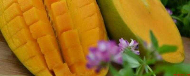 金煌芒果怎么算熟（金煌芒果可以通过果皮颜色、气味、口感、硬度、重量、果肉颜色来）