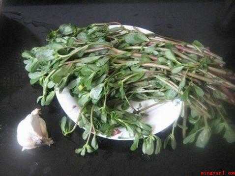 马齿笕怎么炒好吃
