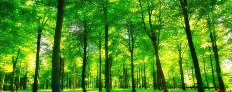 森林在什么方面起重要作用(森林在调节气候,净化空气、维护生态平衡等方面起着重要作用)
