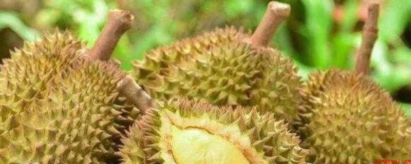 榴莲可以带上高铁吗(地铁站搭车严禁和限定带上物品文件目录)