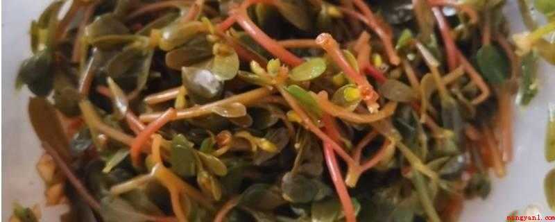 麻子菜做法(麻子菜,一年生草本,全株无毛)