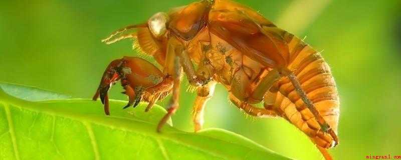 知了怎么放冰箱保存（金蝉是生物界节肢动物门、昆虫纲、同翅目、蝉科昆虫的代表种）