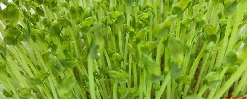 豆妃是什么(豆妃是豌豆苗最顶部的两块嫩叶,质地细嫩,清香爽囗,含有钙元素)