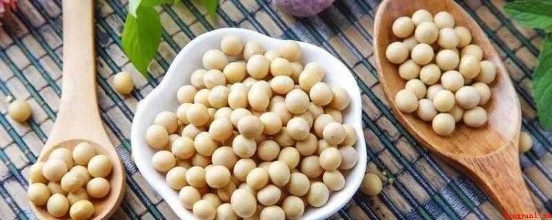 黄豆的营养成分含量表（豆类食品中营养成分最大,含有40%蛋白质,人体脂肪含量丰富多）