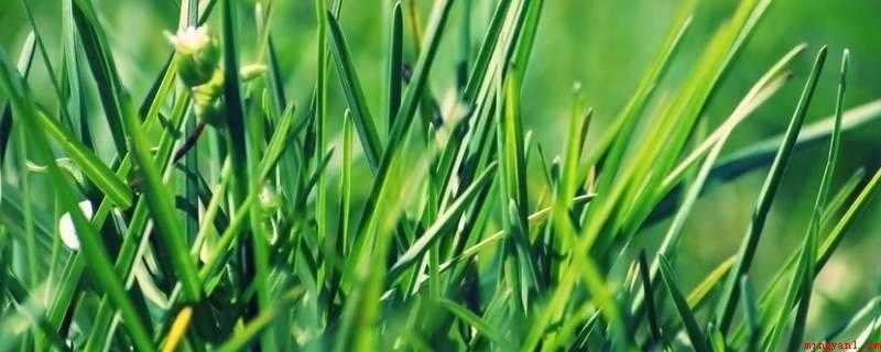 野草是指什么生肖(一片野草指的是老鼠的生肖)