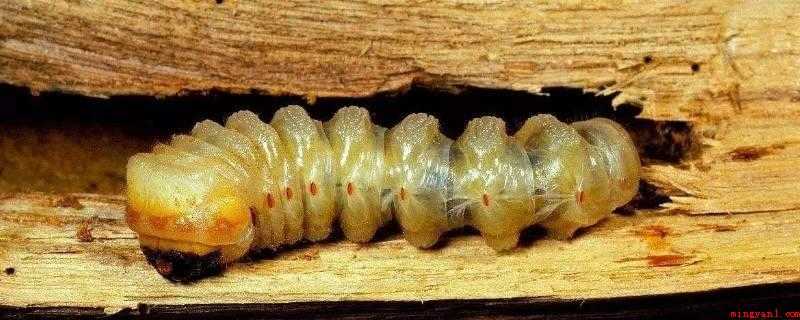 蛀虫的蛀跟什么有关(蛀虫的蛀与虫子有关,墙柱的柱与树木的木有关)