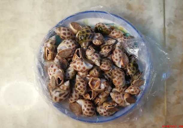 白灼花螺冷水还是热水煮(白灼花螺的做法)