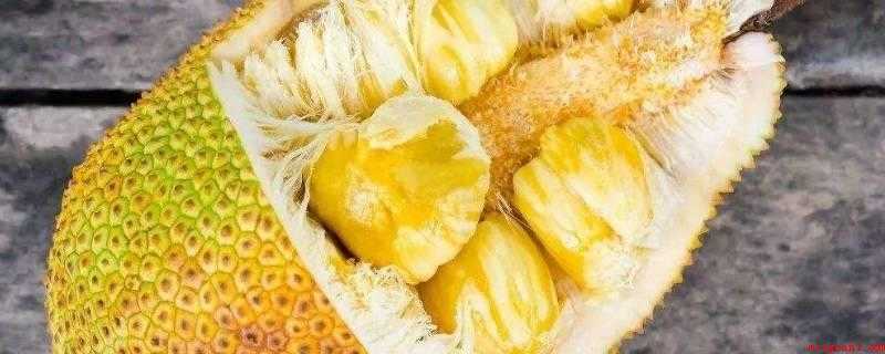 菠萝蜜坏了是什么样子(菠萝蜜的果实会发黑,吃下去也会有怪味)