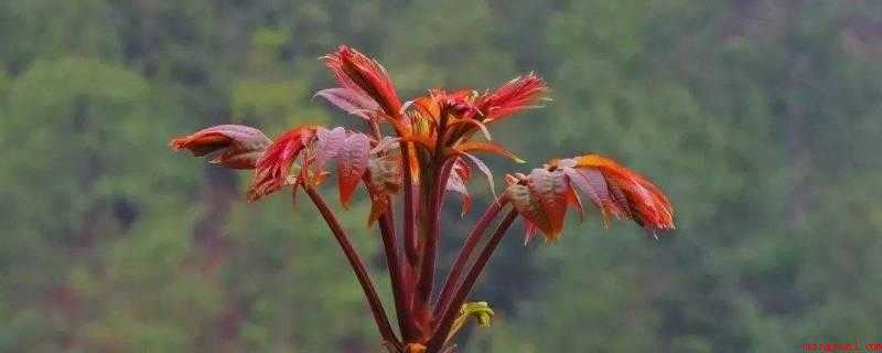 腌制香椿芽要先焯水吗