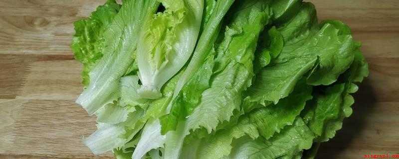 生菜种子需要泡水吗(必须泡茶,用小水泡一下,更利于种子出芽)