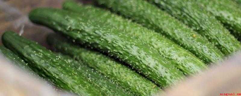 黄瓜苦怎么处理才不苦(黄瓜清洗,瓜蒂一端切下一CM长的小段)