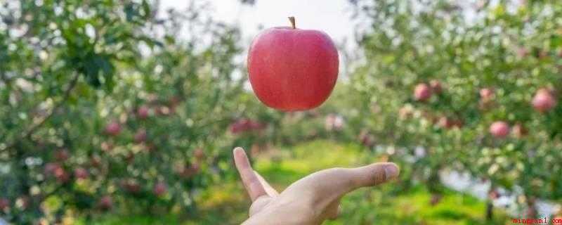 苹果什么时候传入中国(苹果属的每一个种都是有可能为商场中苹果的香甜奉献了一分能量)