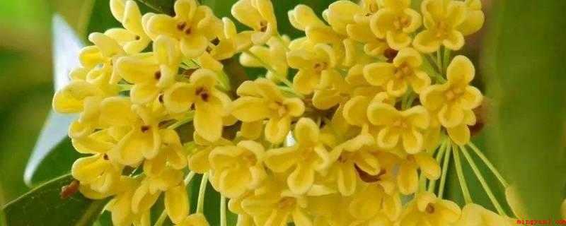 桂花可以做成什么美食