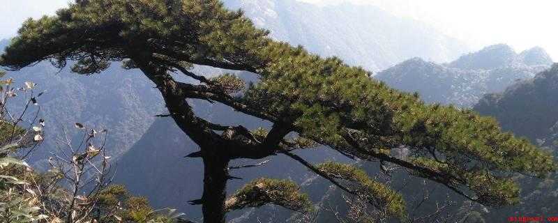 青松生长在高原还是悬崖(青松在中国的分布范畴很广,高原地区和悬崖峭壁都能融入)