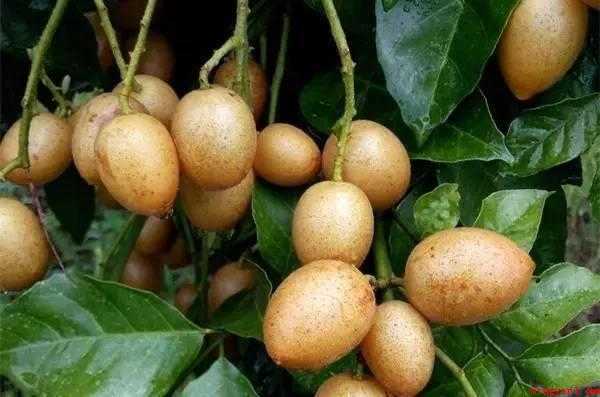 鸡心黄皮果怎么吃