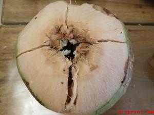 椰子怎么吃椰肉（椰子吃椰肉的做法有哪些）