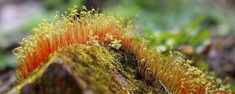 怎么用土豆做苔藓(野生苔藓的做法_健康频道)
