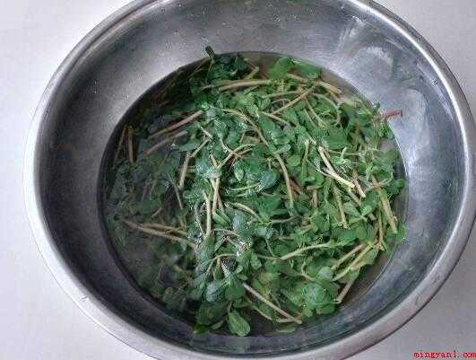 新鲜马齿苋煮水方法（马齿苋鱼腥草茶的做法_健康频道）