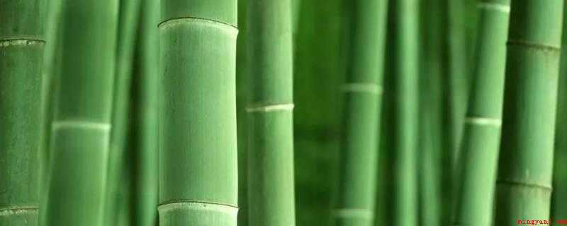 为什么竹子用盐水煮(高压容器防虫除霉解决方案)