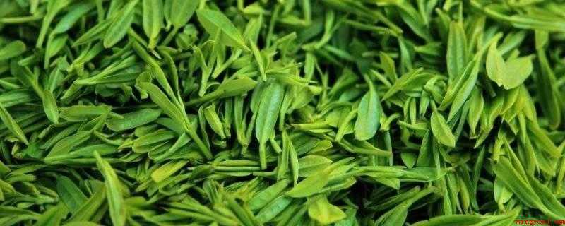 绿茶的发酵度是多少（绿茶不是发酵茶,颜色为绿,通常跟刚摘采出来的茶青颜色保持一致）