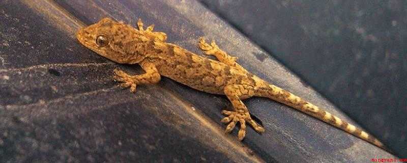 壁虎喜欢吃什么(壁虎喜欢吃蚊虫、苍蝇、飞蛾、蝈、面包虫、红虫等虫类)