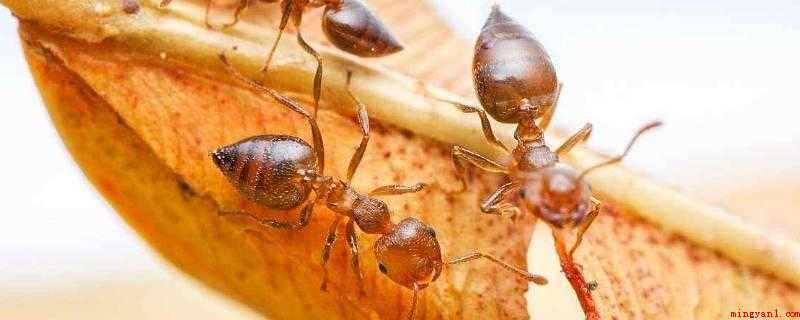 家里有小黄蚂蚁的原因