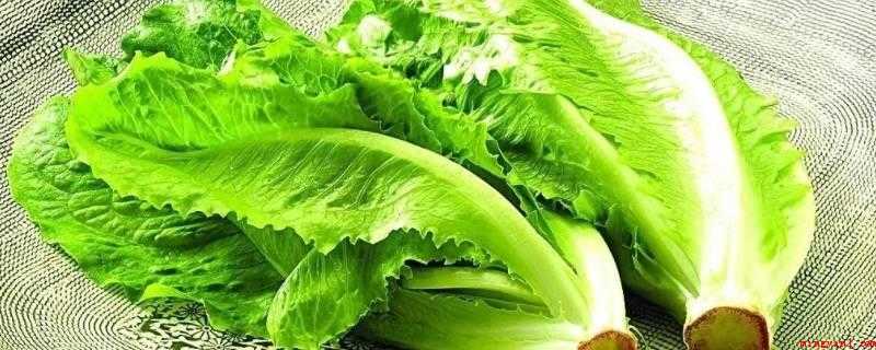 10至30天收成的菜(生菜、芽苗菜、白菜、菠菜、生菜)