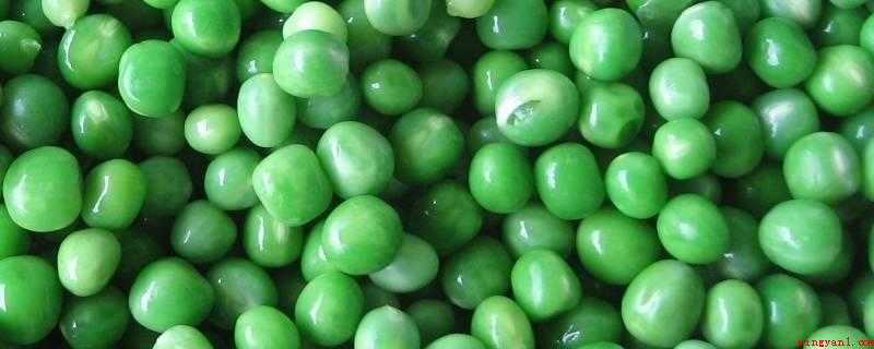 青豆发芽了还能不能吃(大豆在光控制条件下产生豆芽)