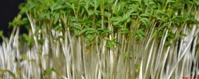 豆芽机怎么使用(把豆子放在45岁)