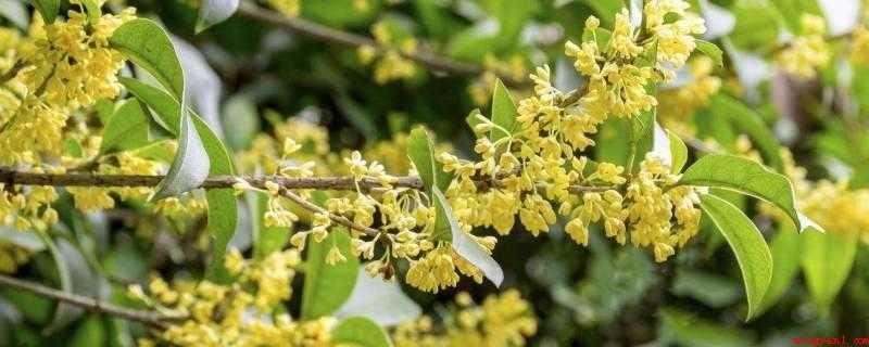 桂花泡水喝一天放几颗(桂花泡茶的量没有稳固的规范,以能泡发就可以了)